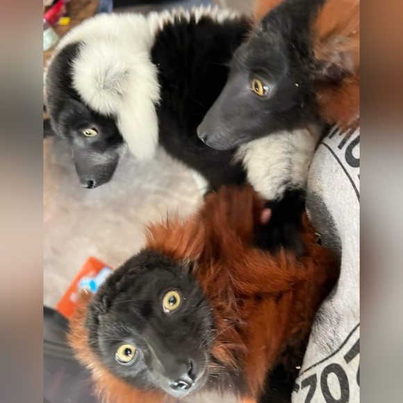 π Large Heather Gray World Lemur Day Crewneck Tee π - Picture 11 of 16